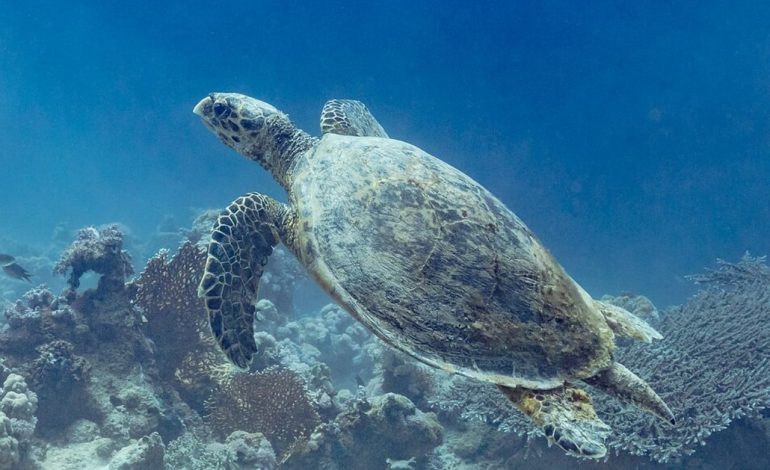 China fears espionage in its maritime waters using ‘spy turtles’ and ‘spy fish’