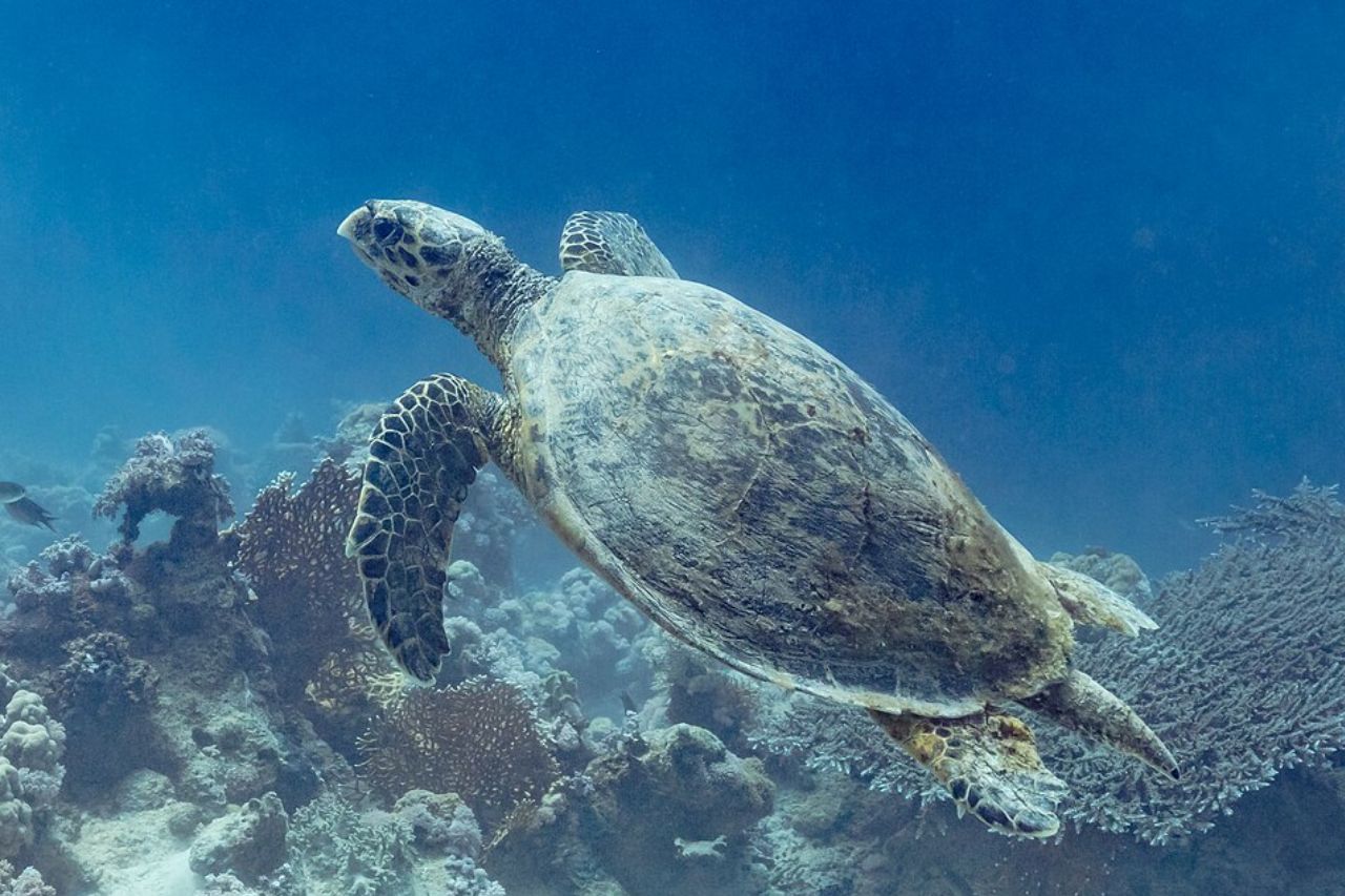 China fears espionage in its maritime waters using ‘spy turtles’ and ‘spy fish’