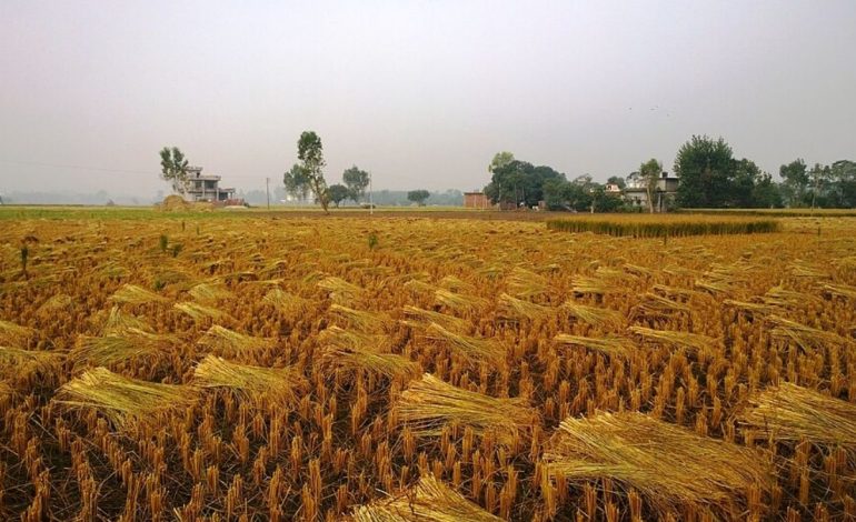 Australia rules against India’s exclusive Basmati claim. Why India-Pakistan disunity risks the name’s exploitation