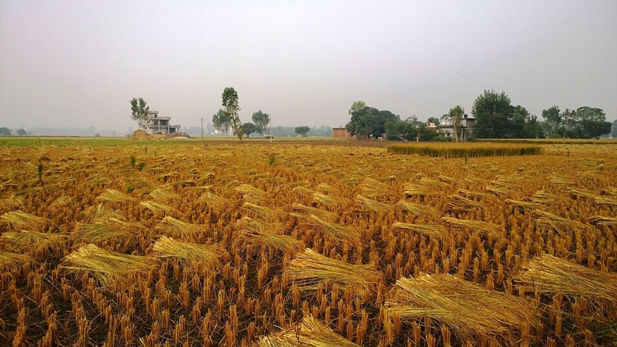 Australia rules against India’s exclusive Basmati claim. Why India-Pakistan disunity risks the name’s exploitation