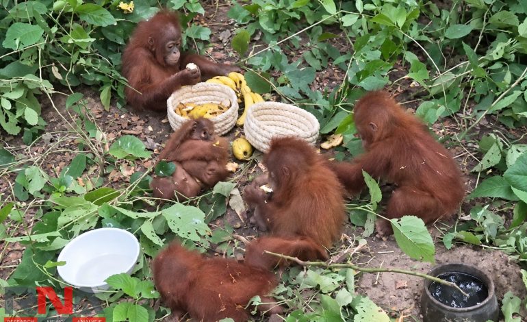 Five baby orangutans found in Odisha, news and images go viral; sparks wildlife-trafficking concerns