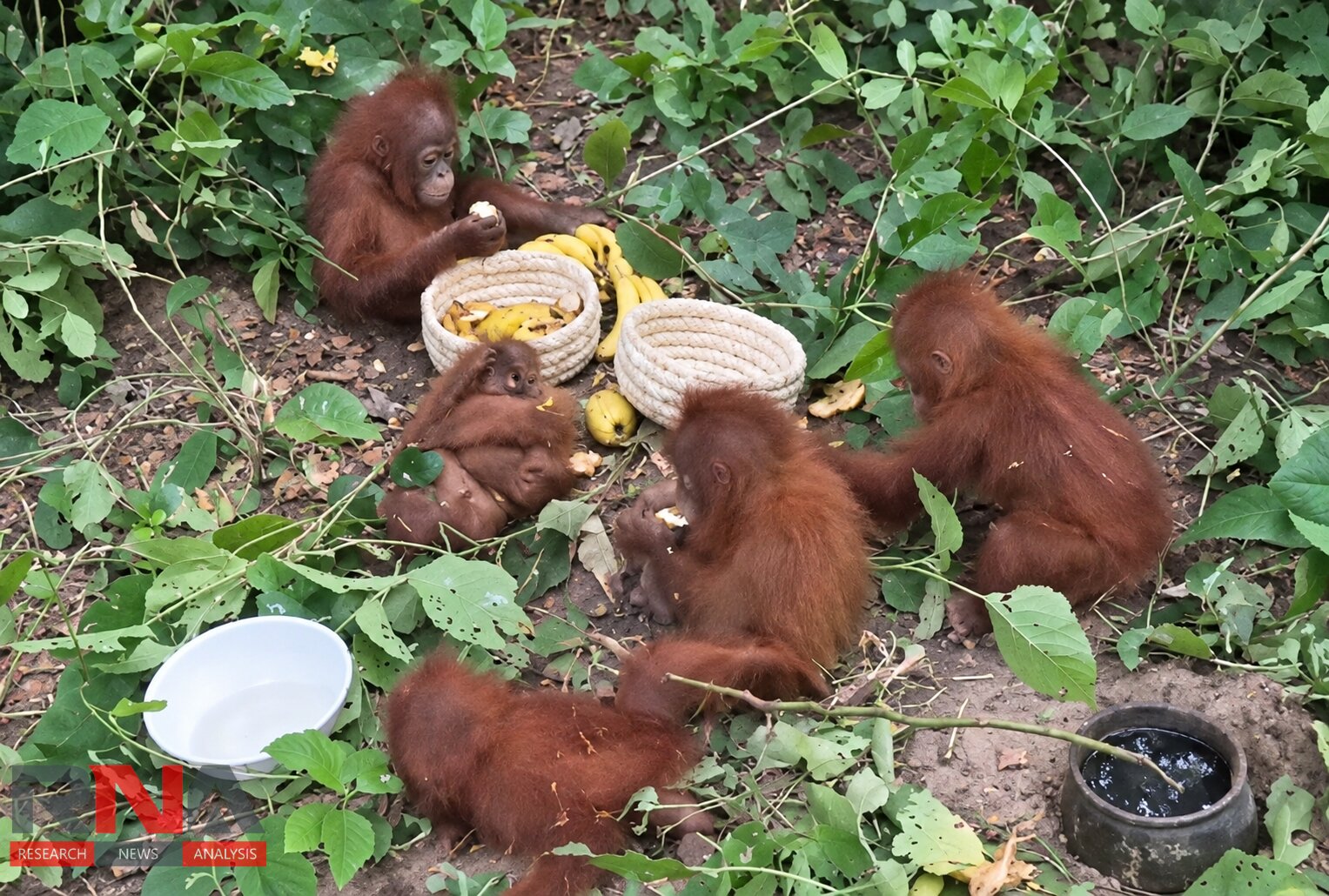 Five baby orangutans found in Odisha, news and images go viral; sparks wildlife-trafficking concerns